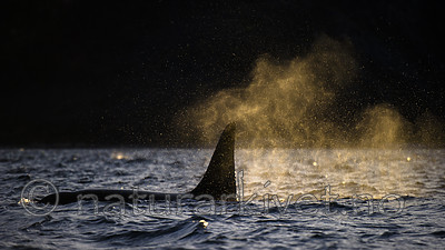 BB 15 0619 / Orcinus orca / Spekkhogger